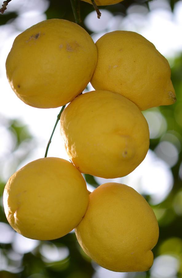 Lemon Garden Boutique Hotel Bozburun Eksteriør bilde